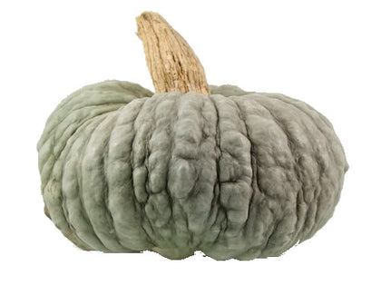 Pianta di Zucca Marina di Chioggia