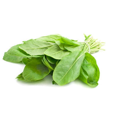 Pianta di Acetosa verde in vaso