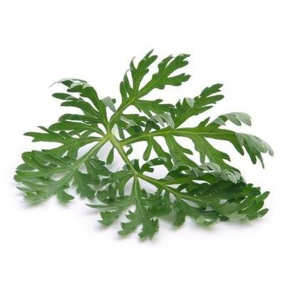 Pianta di Assenzio arbustivo vaso