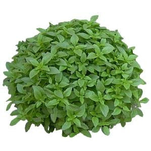 Pianta di Basilico greco (fine verde) in vaso