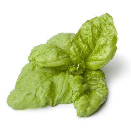 Pianta di Basilico a foglia di lattuga in vaso