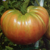Tomate Belmonte Oxheart en pot