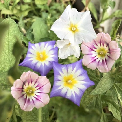 Pianta di belle di giorno in vaso