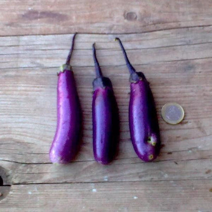 Pianta di Melanzana mini lunga Slim Jim vaso