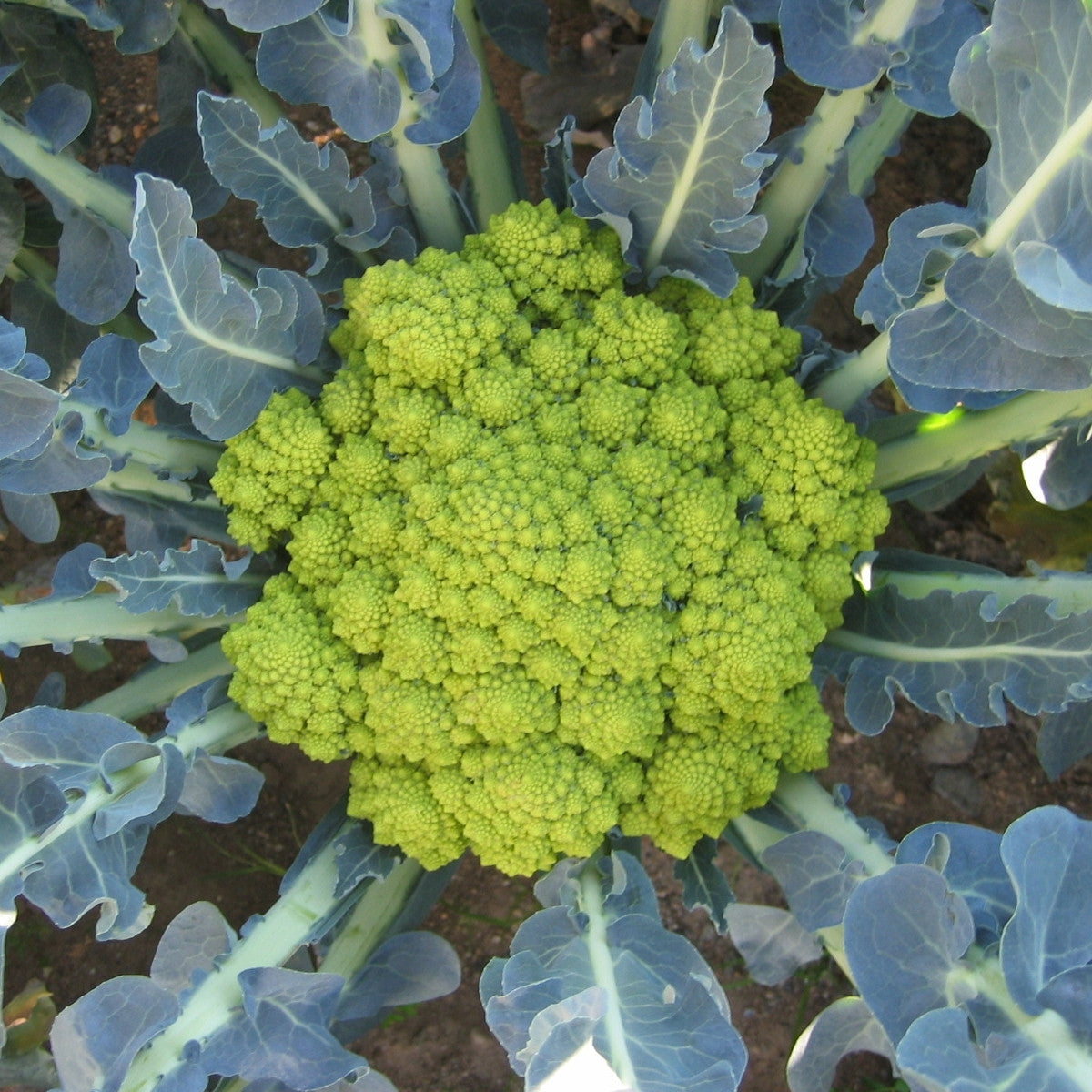 Graines de brocoli vert TARDIVO d'Albenga