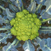 Graines de brocoli vert TARDIVO d'Albenga