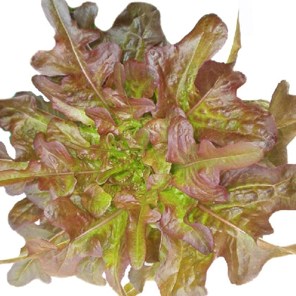 12 Piante di lattuga barba del frate rossa