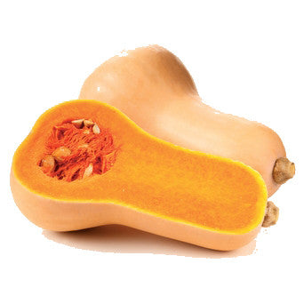 Pianta di Zucca Buttenut (noce di burro) vaso