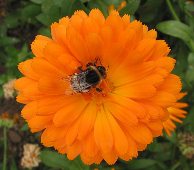 Pianta di Calendula officinalis in vaso
