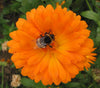 Pianta di Calendula officinalis in vaso