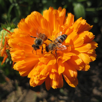 Pianta di Calendula officinalis in vaso