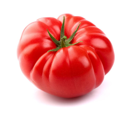 Pianta di Pomodoro gigante Russe Rouge in vaso