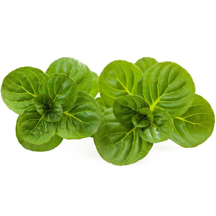 Pianta di Menta rotundifolia in vaso