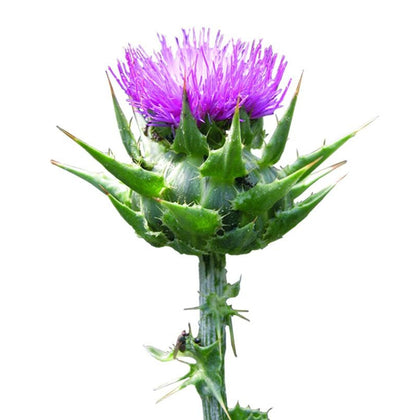 Pianta di Cardo Mariano in vaso