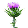Plante de chardon-Marie en pot