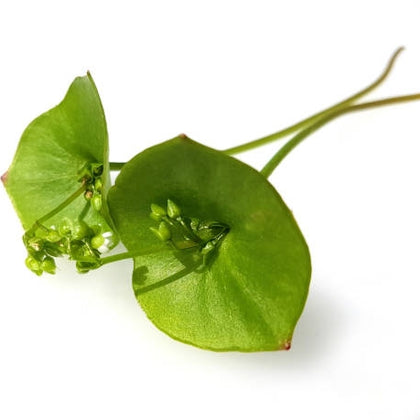 Pianta di portulaca invernale in vaso