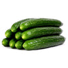 Plante de concombre longue hollandaise en pot