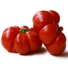 Plante de tomate côtelée florentine en pot