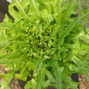 12 plants de laitue à barbe verte