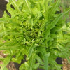 12 plants de laitue à barbe verte