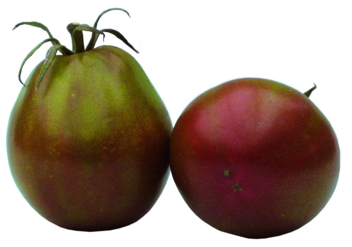 Pianta di Pomodoro cuore di bue nero in vaso