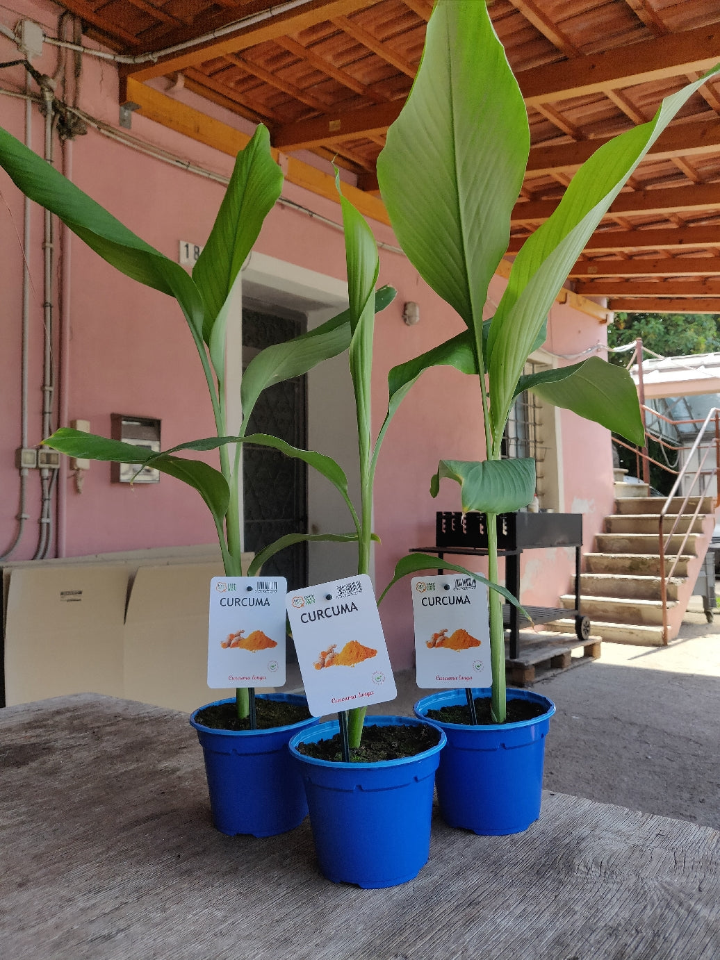 Plante de curcuma en pot