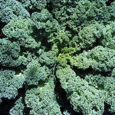 Pianta di kale blu riccio in vaso