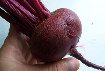 Pianta di Barbabietola rossa d'Egitto