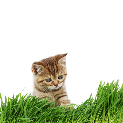 Pianta di Erba per gatti vaso