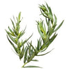 Pianta di Estragon (quello vero) vaso