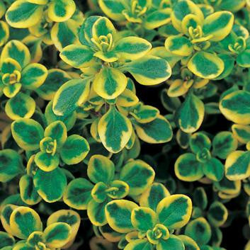 Pianta di Timo 'Bertrand Anderson' vaso