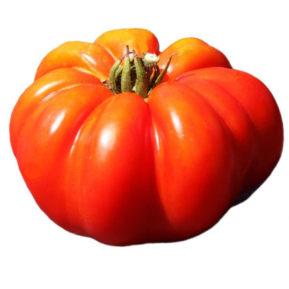 Pianta di Pomodoro costoluto Genovese in vaso