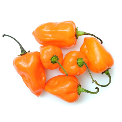 Pianta di Peperoncino Habanero Orange