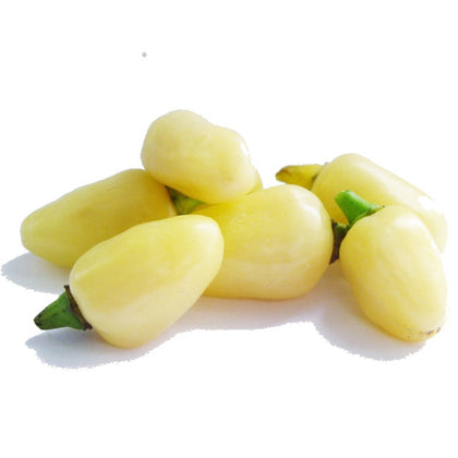 Pianta di Peperoncino Habanero White