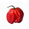 Usine de poivron rouge des Caraïbes Habanero