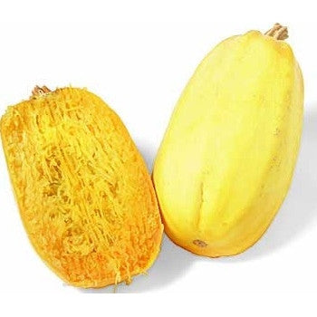 Pianta di Zucca spaghetti (per celiaci)