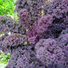 Plante de chou rouge frisé en pot