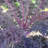 Plante de chou rouge frisé en pot