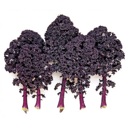 Pianta di kale rosso riccio in vaso