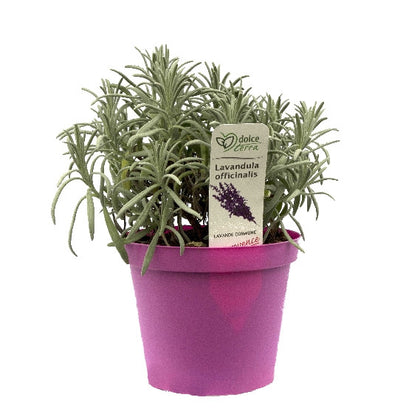 Pianta di Lavanda comune vaso