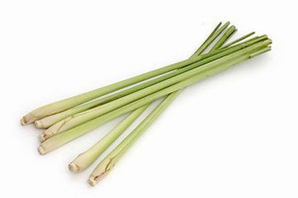 Pianta di Citronella (lemon grass) in vaso