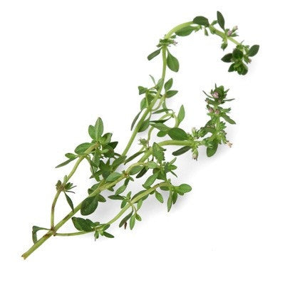 Pianta di Timo al limone vaso