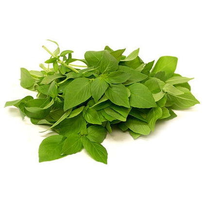 Pianta di Basilico al limone in vaso