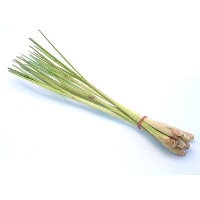 Plant de citronnelle (citronnelle) en pot