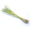 Plant de citronnelle (citronnelle) en pot