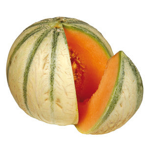 Plante de melon charentais lisse en pot