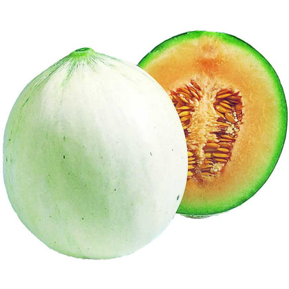 Pianta di Melone cantalupo vaso