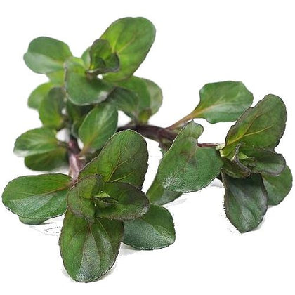 Pianta di Menta al bergamotto in vaso