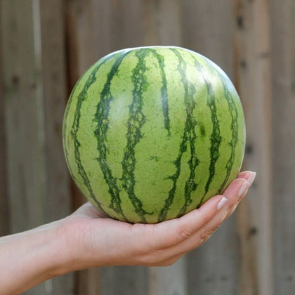 Pianta di Anguria mini striata in vaso