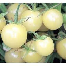 Pianta di Pomodoro ciliegino bianco in vaso